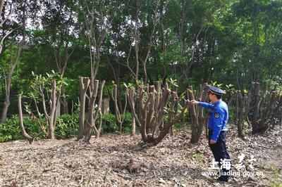 新成路中隊(duì) 養(yǎng)護(hù)綠化豈能簡(jiǎn)單粗暴？耐心與責(zé)任心是城市管理的關(guān)鍵